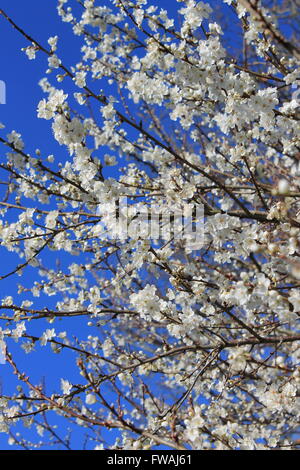 Blackthorn Blüte vor einem tiefblauen Himmel Stockfoto