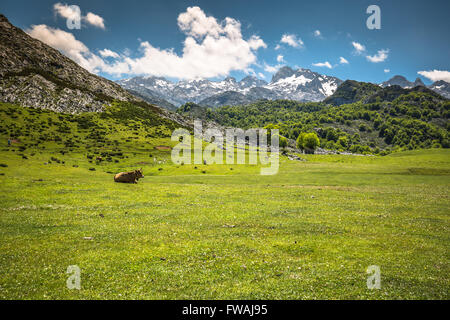 Picos de Europa Gebirge, Kantabrien (Spanien) Stockfoto