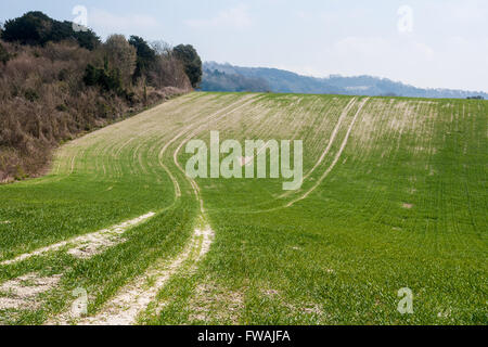 Grüne Felder am Rande der North Downs abfallend, verfolgt Kent mit Kreide führt in die Ferne Stockfoto