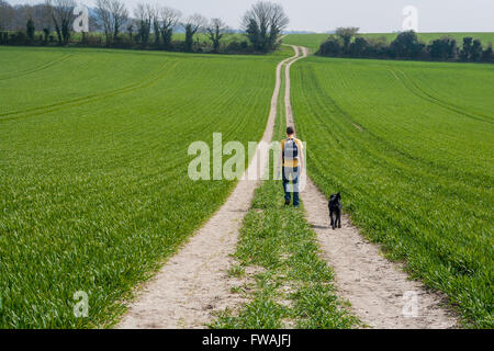 Mensch und Hund zu Fuß entfernt, entlang einer doppelten Farm verfolgen Sie über grüne Ackerfläche, Boxley, Kent Stockfoto