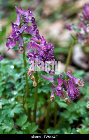 Corydalis Cava Blumen Stockfoto