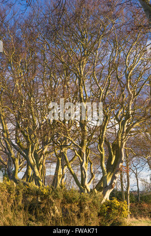 Wenig Binning Memorial Holz, Tyninghame Links, East Lothian, Schottland Stockfoto