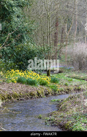 Bach durch Wälder mit den Banken voller Narzissen Stockfoto