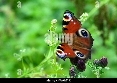 Tagpfauenauge (Aglais Io) auf schleichende Distel. Eine vertraute und bunte Schmetterling in der Familie Nymphalidae Stockfoto