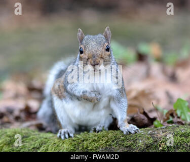 Grauhörnchen (Sciurus Carolinensis) gerichtete Kamera. Ein Eichhörnchen freut sich mit Pfote erhoben auf Waldboden Stockfoto