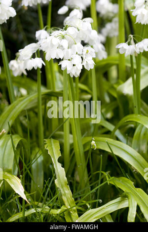 Allium Neapolitanum, Blüte in Waldgebieten Stockfoto