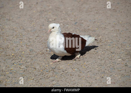 Reinrassige weiß-braun-Taube. Taube auf Asphalt pickt Samen. Stockfoto