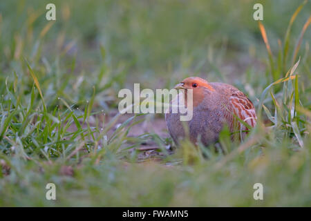 Aufmerksame grau Rebhuhn (Perdix Perdix) versteckt in einem Feld von jungen Getreide, ersten Morgenlicht fällt schön Tau auf dem Rasen. Stockfoto