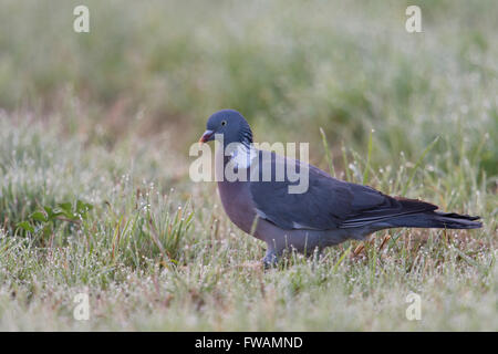 Holztaube ( Columba palumbus ) auf dem Boden durch Tau nasses Gras auf der Suche nach Nahrung früh am Morgen, Tierwelt, Europa. Stockfoto