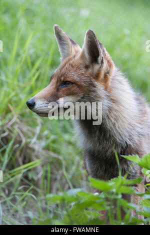 Porträt von einem Rotfuchs / Rotfuchs (Vulpes Vulpes), Closeup, Kopfschuss, sitzen in der natürlichen Vegetation. Stockfoto