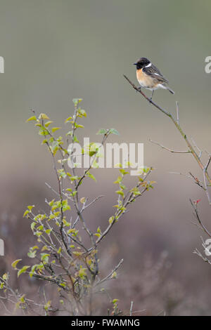 Männlichen europäischen Schwarzkehlchen (Saxicola Torquata) in der Zucht Kleid thront auf einem Ast der Birke vor einem natürlichen Hintergrund. Stockfoto