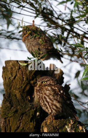 Zwei Generationen der Steinkauz / Minervas Eulen / Steinkauz (Athene Noctua) thront auf einem alten Weidenbaum. Stockfoto