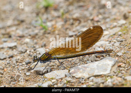 Schöne Prachtlibelle Calopteryx Virgo, erwachsenes Weibchen auf Boden, Kopf zu sehen, Bernwood Wald, Oxfordshire, Vereinigtes Königreich im Juli. Stockfoto