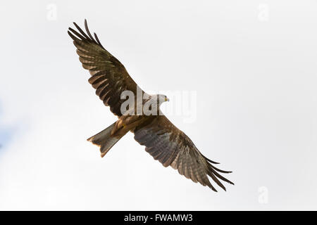 Schwarzmilan Milvus Migrans, Erwachsene, auf der Flucht vor weißen Himmel, Hawk Conservancy Trust, Andover, Hampshire, UK im September. Stockfoto