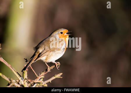 Rotkehlchen Erithacus Rubecula, Erwachsene, thront und Gesang im frühen Morgenlicht, Titchwell RSPB, Norfolk, Großbritannien im Februar. Stockfoto