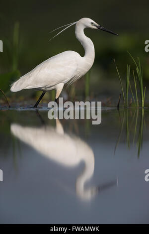 Kleiner Reiher Egretta Garzetta, Nahrungssuche in flachen Lagune, Tiszaalpár, Ungarn im Juni. Stockfoto