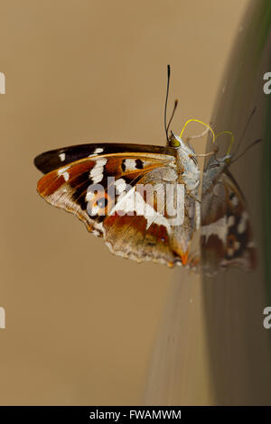 Lila Kaiser Apatura Iris, Männlich, die Salze von Campervan, Bernwood Wald, Bucks, UK im Juli. Stockfoto