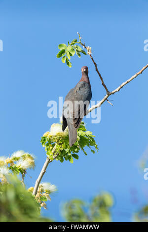 Scaly Himalaja-Taube Patagioenas Squamosa, Erwachsene, thront im Baum gegen blauen Himmel, Holetown, Barbados im Mai. Stockfoto