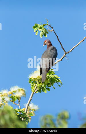 Scaly Himalaja-Taube Patagioenas Squamosa, Erwachsene, thront im Baum gegen blauen Himmel, Holetown, Barbados im Mai. Stockfoto