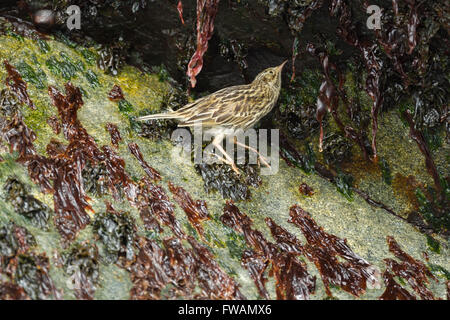 Süd-Georgien Pieper Anthus Antarcticus, entlang der Felsenküste, Cooper Island, Süd-Georgien im Januar auf Nahrungssuche. Stockfoto