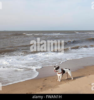 schwarzen und weißen Mops Hund am Strand in der Nähe von surf Stockfoto