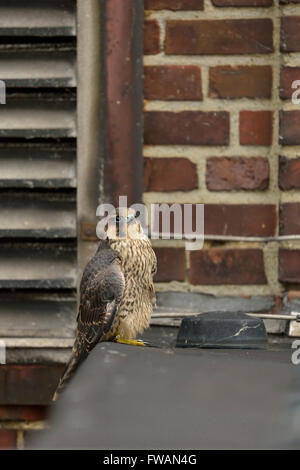 Wanderfalke (Falco Peregrinus) thront in einer Dachkante auf einem Industriegebäude, typische Ersatz Lebensraum Stockfoto