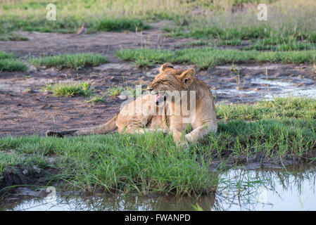 Junger Löwe (Panthera Leo) am Wasserloch Stockfoto