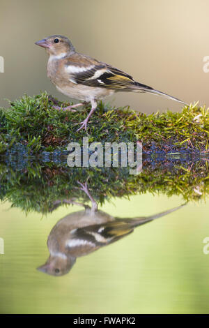 Gemeinsamen Buchfink Fringilla Coelebs, erwachsenes Weibchen thront am Wald Pool Lakitelek, Ungarn im Juni. Stockfoto