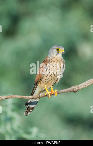 Turmfalken Falco Tinnunculus, Männchen, thront auf Zweig, Kiskunfélegyháza, Ungarn im Juni. Stockfoto