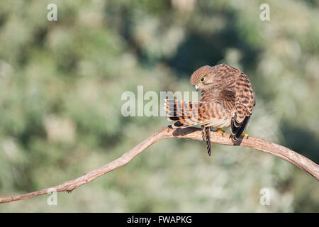 Turmfalken Falco Tinnunculus, Jugendkriminalität, thront auf Zweig putzen, Kiskunfélegyháza, Ungarn im Juni. Stockfoto