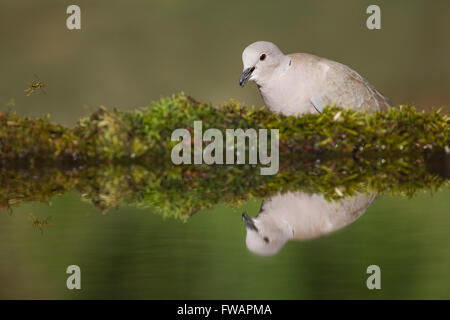 Eurasian collared Taube Streptopelia Decaocto, Erwachsene, thront Wald Pool, Lakitelek, Ungarn im Juni. Stockfoto