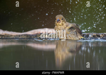 Europäischen Grünfink Chloris Chloris, Männchen, thront am Wald Pool, Tiszaalpár, Ungarn im Juni. Stockfoto