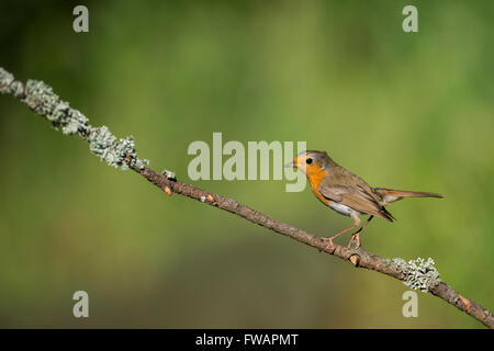 Rotkehlchen Erithacus Rubecula, Erwachsene, thront auf Ast im Wald, Lakitelek, Ungarn im Juni. Stockfoto