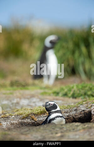 Magellan-Pinguin Spheniscus Magellanicus, Erwachsene, bei Verschachtelung gräbt, Sea Lion Island, Falkland-Inseln im Dezember. Stockfoto