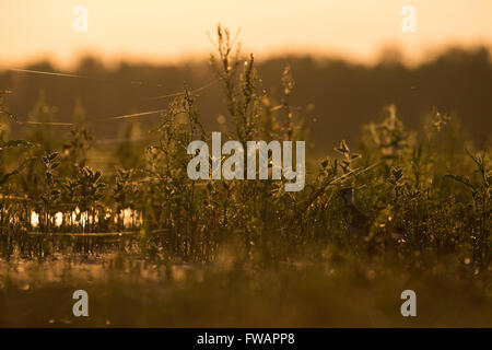 Nördlichen Kiebitz Vanellus Vanellus, Erwachsene, versteckt unter Sumpfvegetation, Tiszaalpár, Ungarn im Juni. Stockfoto