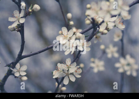 schöne weiße Kirsche Blume Blüte Nahaufnahme - Kirsche Baum Blume Stockfoto