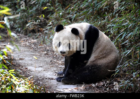 Peking, China Shaanxi Provinz. 27. März 2016. Eine wilde Qinling Panda starrt auf Kamera in Daguping Dorf Yueba Township im Foping County, Nordwesten der chinesischen Provinz Shaanxi, 27. März 2016. Gibt es schätzungsweise 345 Qinling Pandas, eine Unterart der Riesenpanda, Leben in freier Wildbahn nach Chinas vierten Erhebung der Pandas von 2011 bis 2014. © Tao Ming/Xinhua/Alamy Live-Nachrichten Stockfoto