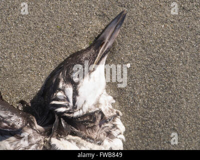 Common Murre oder gemeinsame Guillemot, tot im Winter Feder Mantel auf Sandstrand, Norwegen Stockfoto