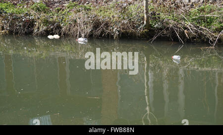 Wurf-Verschmutzung in einem Fluss im Vereinigten Königreich im Frühjahr Stockfoto