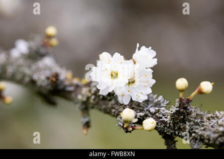 Prunus spinosa 'Plena'. Blackthorn Blumen Blüten im Frühjahr. Stockfoto