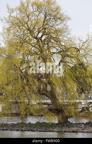 Salix. Weidenbaum im frühen Frühjahr an den Ufern des Flusses Avon. Stockfoto