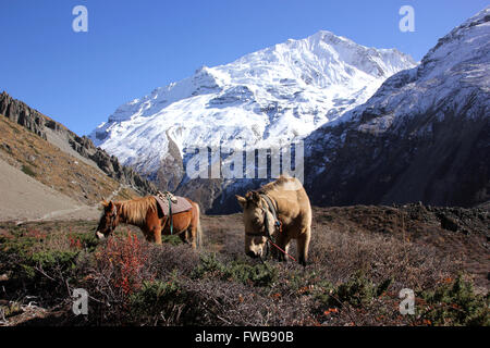 Pferde grasen auf den Himalaya Stockfoto