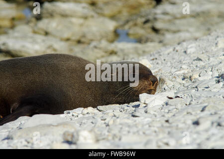 New Zealand Seebär in Kaikoura Halbinsel versiegeln Kolonie Stockfoto