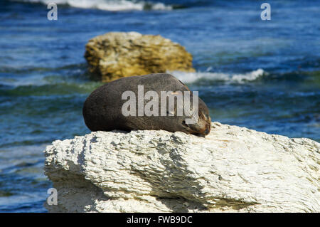 New Zealand Seebär schlafen auf einem Felsen - Kaikoura Halbinsel Robbenkolonie Stockfoto