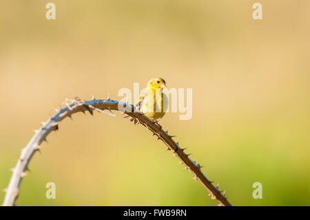 Eine junge weibliche amerikanische Stieglitz (Spinus Tristis) hockt auf einem getrockneten Blackberry Weinstock. Washington, Vereinigte Staaten von Amerika. Stockfoto