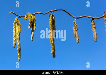 Corylus avellana „Contorta“ Haselnussblume Hazelkatzen Stockfoto