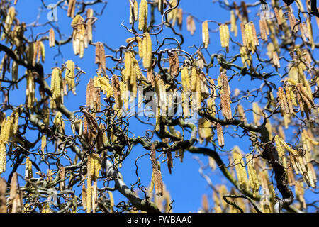 Corylus avellana Contorta Corylus avellana Tree Harry Lauders Wanderstock Corkscrew Hazel Catkins Stockfoto