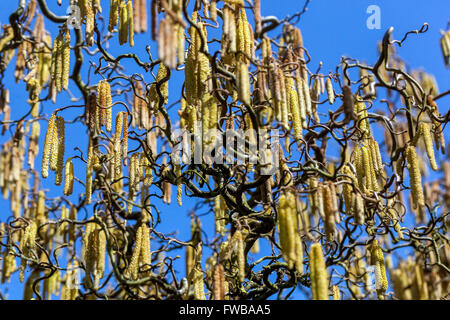 Corylus avellana Contorta Strauch Baum, Korkenzieher Haselkatzen verdrehte Zweige Frühjahrssaison Stockfoto