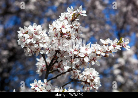 Prunus cerasifera 'Hessei', Cherry Plum Blüte Stockfoto