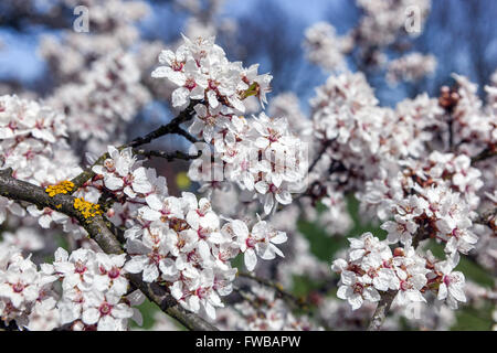 Prunus cerasifera ' Hessei ', Myrobalan Pflaume, Frühlingsblüten blühender Baum Frühlingsblühender Kirschbaum Stockfoto